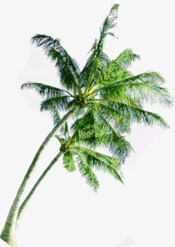 夏季椰树美景美景素材