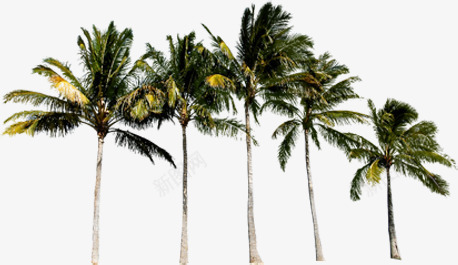 夏天五颗椰树png免抠素材_新图网 https://ixintu.com 五颗 夏天 椰树