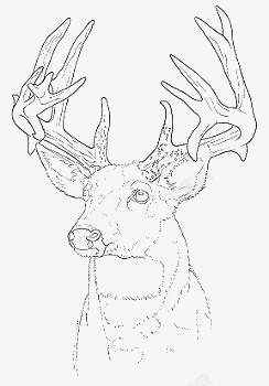 线条鹿头手绘小鹿高清图片