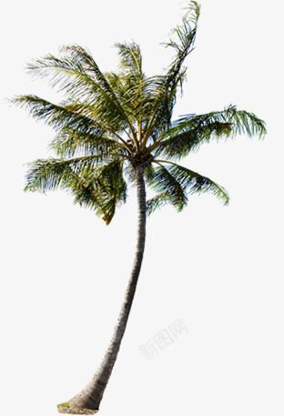 一颗居中椰树夏天png免抠素材_新图网 https://ixintu.com 一颗 夏天 居中 椰树