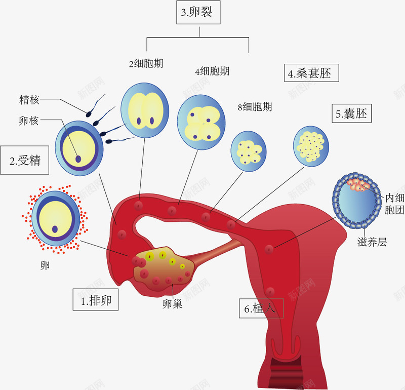 受精过程示意图png免抠素材_新图网 https://ixintu.com 受精过程 手绘 示意图 红色 细胞结构