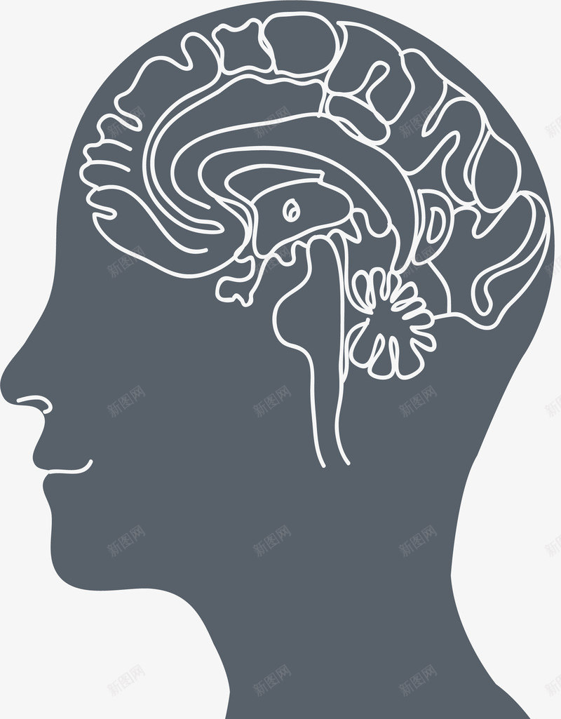 人类大脑结构线条矢量图ai免抠素材_新图网 https://ixintu.com 人类大脑 人脑图 创意 大脑 大脑结构 矢量png 矢量图 线条大脑