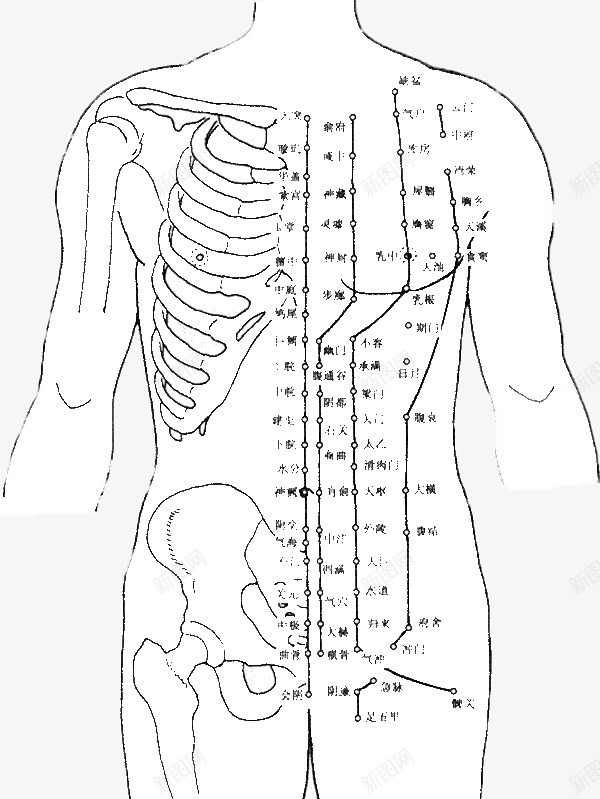 人体结构穴位图png免抠素材_新图网 https://ixintu.com 中医 人体 人体穴位 养生 穴位图 结构