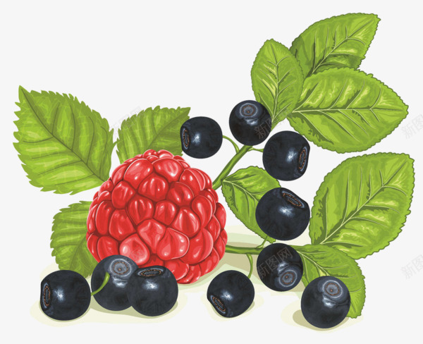 彩铅蓝莓树莓png免抠素材_新图网 https://ixintu.com 叶子 彩铅 彩铅树莓 彩铅水果 彩铅蓝莓