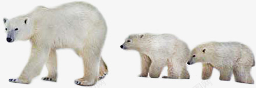 散步的北极熊一家png免抠素材_新图网 https://ixintu.com 北极动物 北极熊 散步中的 温馨风格 珍稀动物