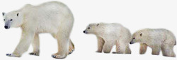 散步的北极熊一家素材