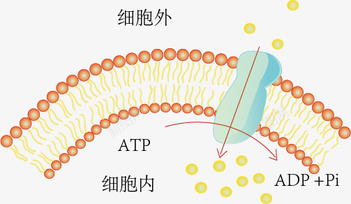 主动运输png免抠素材_新图网 https://ixintu.com 主动运输 实验 示意图 结构图