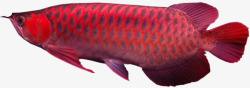 红色观赏鱼实物龙鱼高清图片