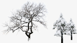 挂着积雪的枯树和松树素材