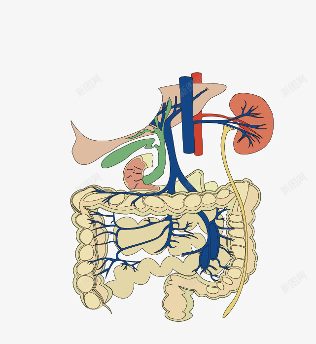 肠道结构图png免抠素材_新图网 https://ixintu.com 人体结构 医学图 手绘 肠道结构图