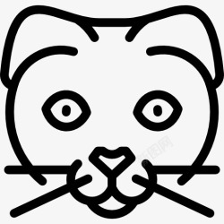 苏格兰折耳猫苏格兰折耳猫图标高清图片