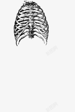 胸腔骨架胸腔骨架高清图片