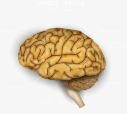大脑结构图创意大脑结构图高清图片