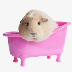 粉色盆子粉色盆子中的荷兰猪高清图片