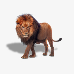 万兽之王动物狮子高清图片