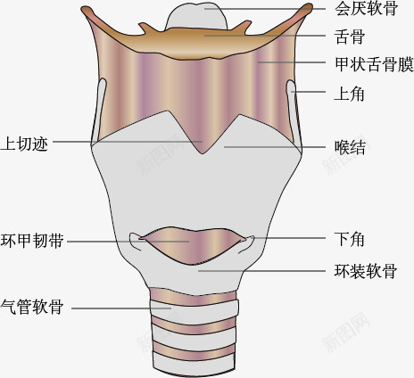 气管壁示意图png免抠素材_新图网 https://ixintu.com 手绘 气管壁 示意图 细胞结构 结构图