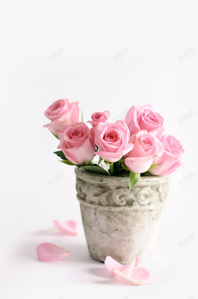粉色温馨甜美花朵玫瑰png免抠素材_新图网 https://ixintu.com 温馨 玫瑰 甜美 粉色 花朵