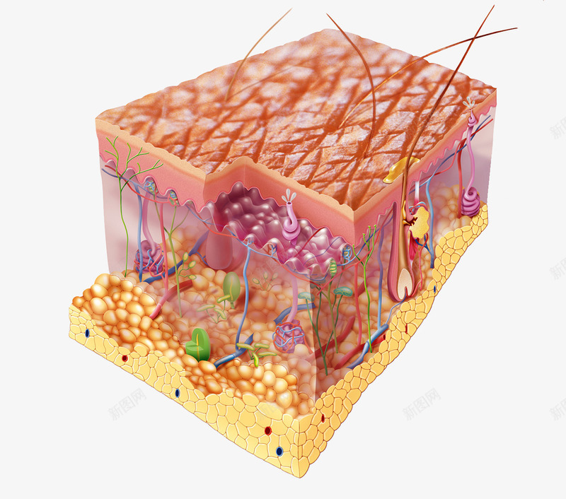 皮肤下的细胞png免抠素材_新图网 https://ixintu.com 医疗 毛细血管 皮肤结构 组织细胞