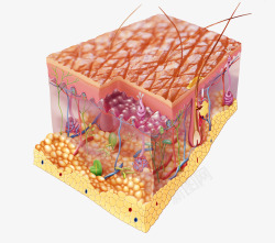 毛细血管皮肤下的细胞高清图片
