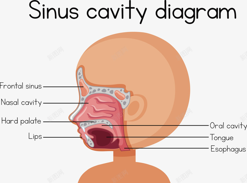 人体鼻咽喉结构矢量图eps免抠素材_新图网 https://ixintu.com 矢量结构 结构 结构PNG 结构下载 结构结构 鼻咽喉 鼻咽喉机构 矢量图