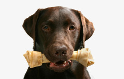 黄色拉布拉多犬摄影狗狗头部特写高清图片