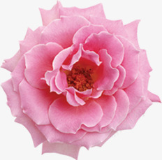 粉色温馨可爱开放花朵png免抠素材_新图网 https://ixintu.com 可爱 开放 温馨 粉色 花朵