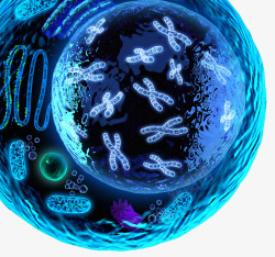 遗传物质细胞结构高清图片