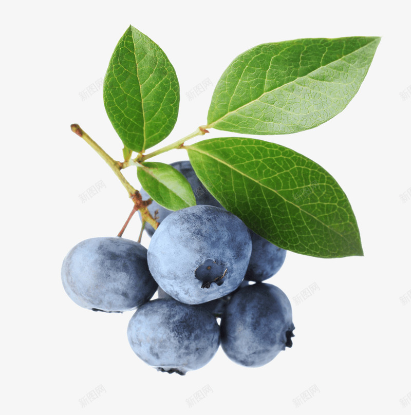新鲜诱人蓝莓png免抠素材_新图网 https://ixintu.com 产品实图 新鲜 蓝莓 诱人