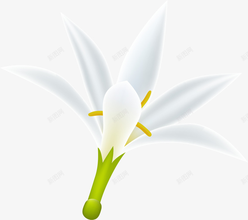 纯洁白色栀子花png免抠素材_新图网 https://ixintu.com 唯美 温馨 白色栀子花 白色花朵 白色花瓣 纯洁栀子花