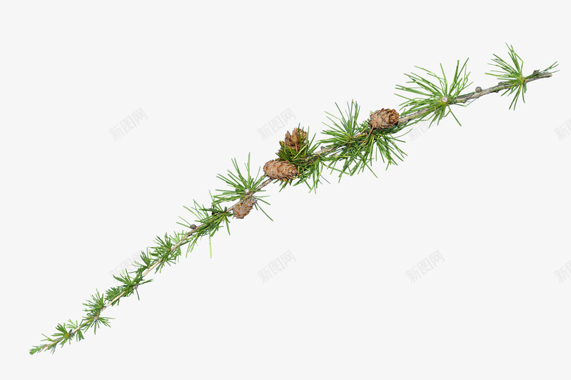 绿色松针树png免抠素材_新图网 https://ixintu.com 松树树叶 植物 装饰图案
