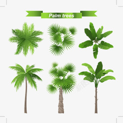 椰树及叶子素材