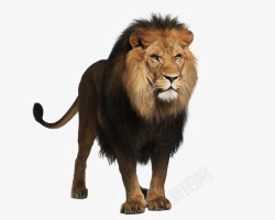 雄性雄性狮子高清图片