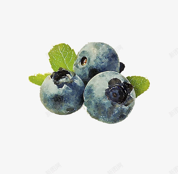 手绘写实风的蓝莓psd免抠素材_新图网 https://ixintu.com 手绘写实 手绘水果 手绘蓝莓 蓝色 蓝莓