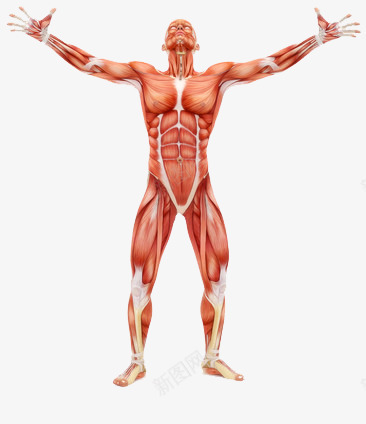 男性肌肉标本png免抠素材_新图网 https://ixintu.com 向上 结构 血管