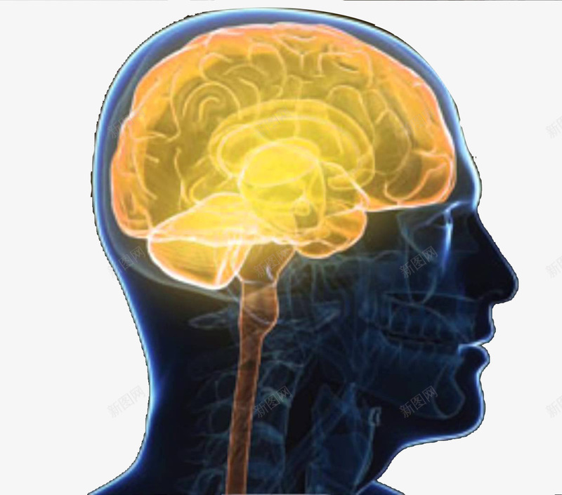 人体大脑系统示意图侧面png免抠素材_新图网 https://ixintu.com 大脑侧面图 神经系统 神经结构 脊髓 脑神经