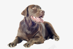 纯种动物褐色拉布拉多犬高清图片
