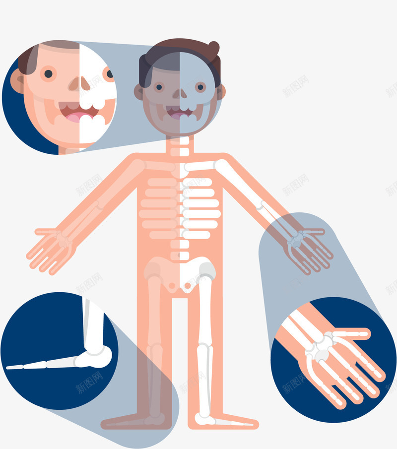 人体结构png免抠素材_新图网 https://ixintu.com CT 手掌 男性 骨骼