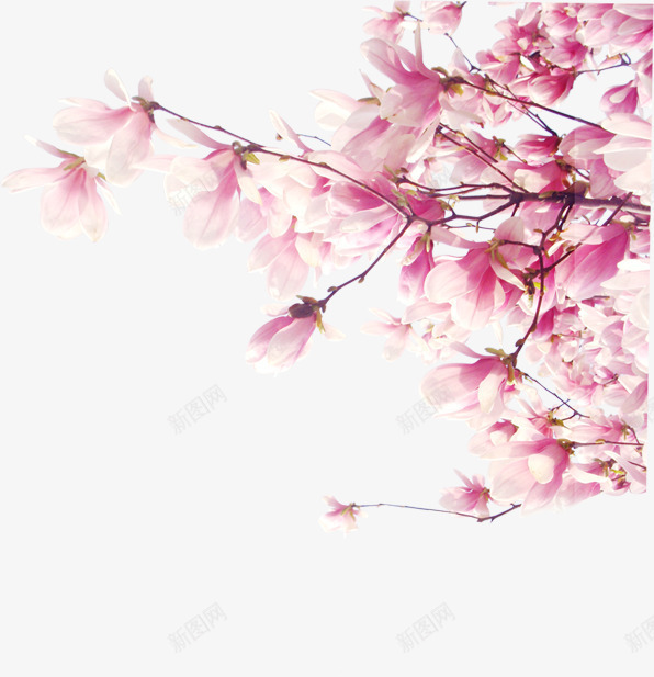 温馨粉色花朵手绘png免抠素材_新图网 https://ixintu.com 温馨 粉色 花朵