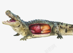 动物的内脏鳄鱼器官结构高清图片