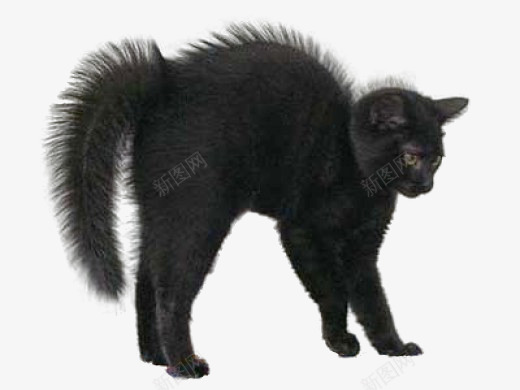 炸毛的猫png免抠素材_新图网 https://ixintu.com 动物宠物 受到惊吓的猫 炸毛 炸毛猫 炸毛黑猫 黑猫 黑色猫