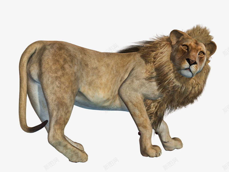 非洲雄狮png免抠素材_新图网 https://ixintu.com 侧身 动物 狮子 雄狮 非洲狮