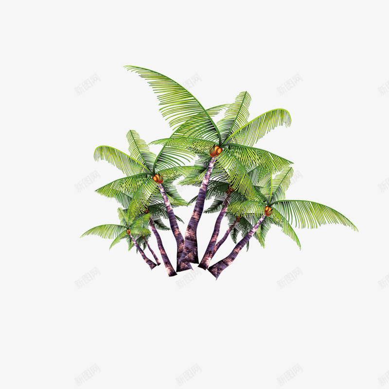 椰树png免抠素材_新图网 https://ixintu.com 南方种植物 多棵树 带椰果 椰子树 绿色