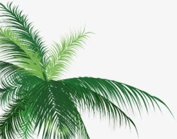 绿色椰树叶子素材