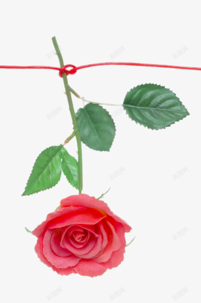 系着红绳的玫瑰花png免抠素材_新图网 https://ixintu.com png图片 免费png元素 玫瑰花 粉色 节日元素 装饰 高清免费png