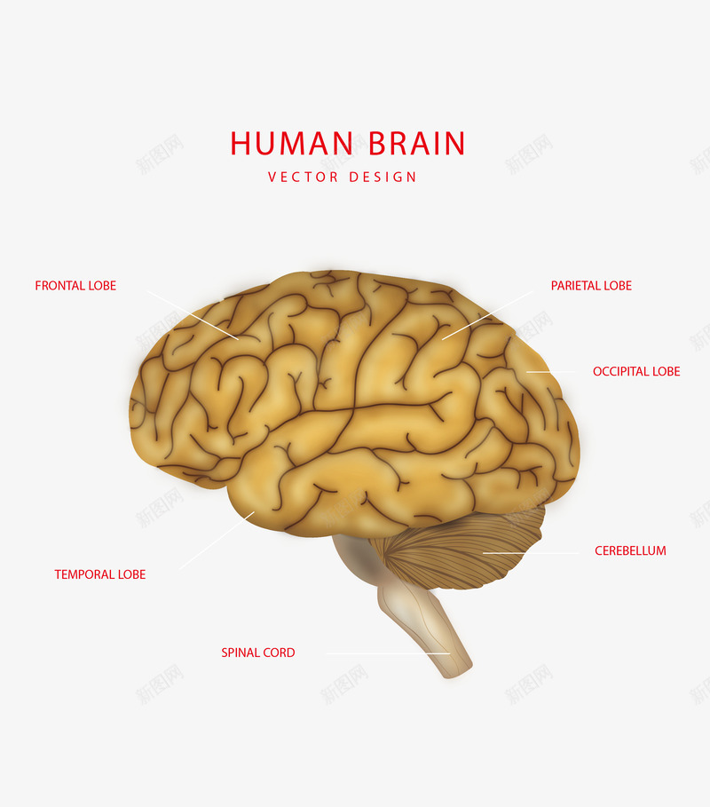 创意大脑结构图png免抠素材_新图网 https://ixintu.com 中脑 人体 创意大脑结构图 前脑 后脑 器官 大脑 延髓 端脑 结构 菱脑 间脑