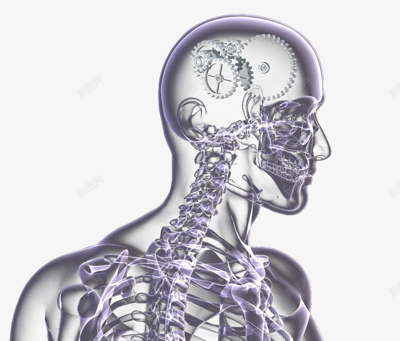 人体结构示意图png免抠素材_新图网 https://ixintu.com 中枢神经系统 人体组织 神经 神经系统 神经结构 脊神经 脑神经