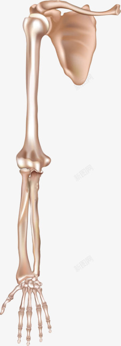 骨质结构手绘骨骼盆骨高清图片