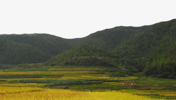 绿树环绕大山环绕的稻田高清图片