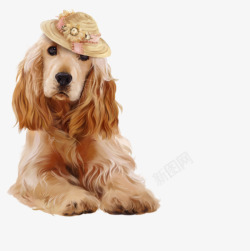 戴帽子的狗狗戴帽子的狗狗高清图片