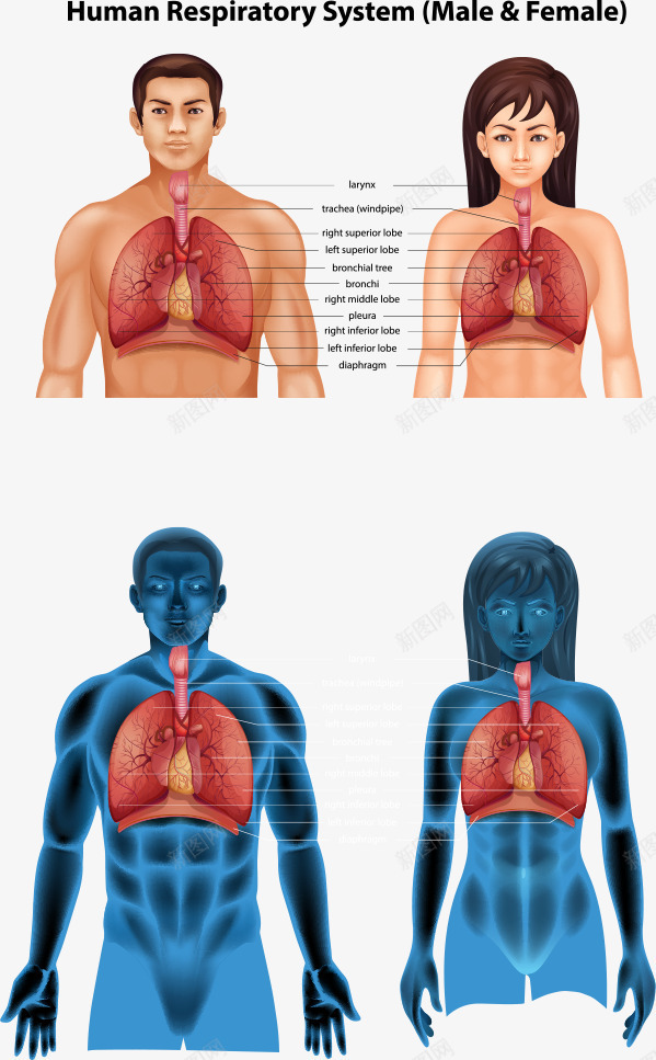 男女人体肺部结构png免抠素材_新图网 https://ixintu.com 人体结构 人体肺部结构 肺部 肺部结构